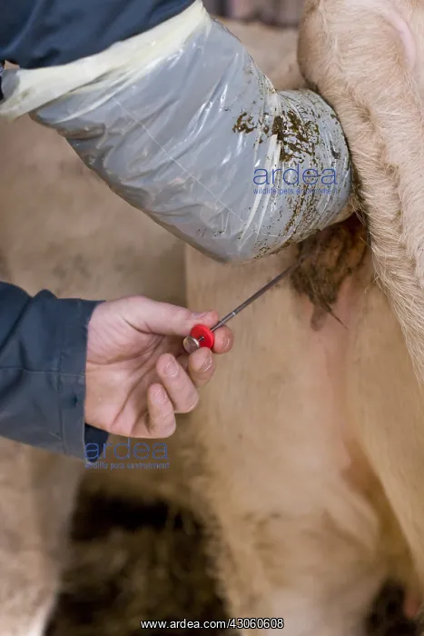: Insemination of a Charolaise cow France : Insemination of a Charolaise cow France