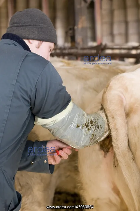 : Insemination of a Charolaise cow France : Insemination of a Charolaise cow France