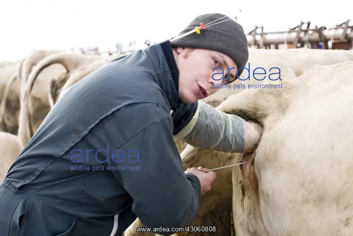 : Insemination of a Charolaise cow France : Insemination of a Charolaise cow France