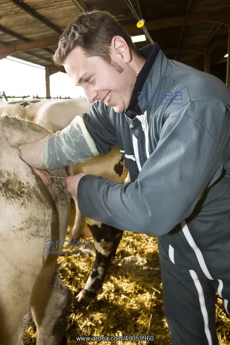 : Insemination of a Normande cow France : Insemination of a Normande cow France