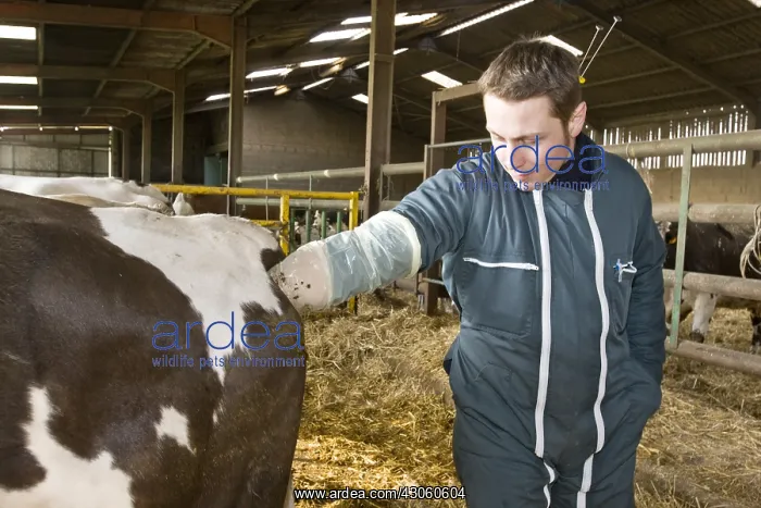 : Insemination of a Normande cow France : Insemination of a Normande cow France
