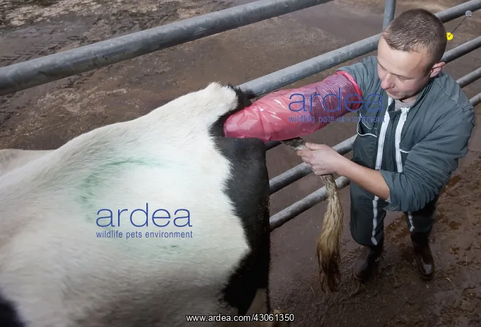  : Inseminator inseminating a cow Holstein France
