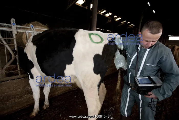: Inseminator performing ultrasound a Holstein Cow : Inseminator performing ultrasound a Holstein Cow