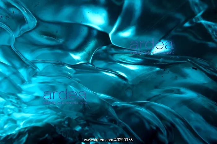 : Inside an ice cave in the glacier Vatnajakull w : Inside an ice cave in the glacier Vatnajakull w