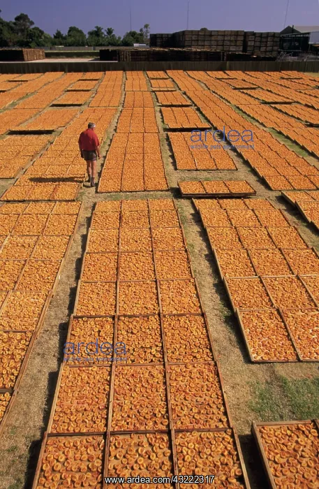 : Inspecting peaches : Inspecting peaches
