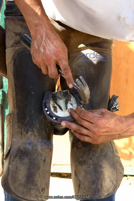  : Installation of a horseshoe