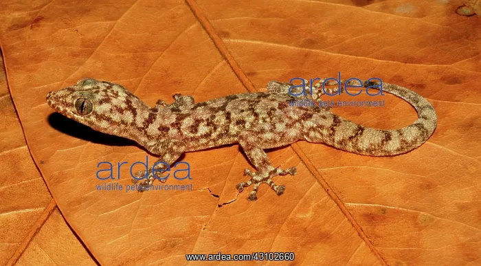 : Insular Leaf-toed Gecko : Insular Leaf-toed Gecko