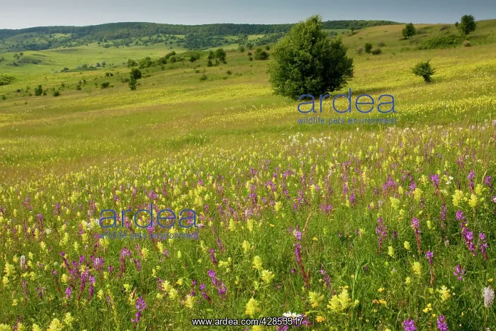 : Intensely flowery extensive grasslands around the : Intensely flowery extensive grasslands around the