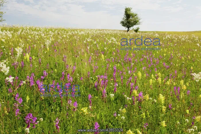 : Intensely flowery extensive grasslands around the : Intensely flowery extensive grasslands around the