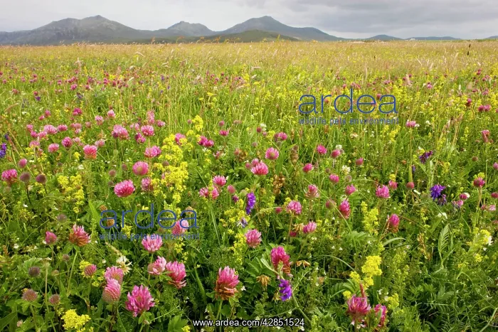  : Intensely flowery Machair with red clover, ladies