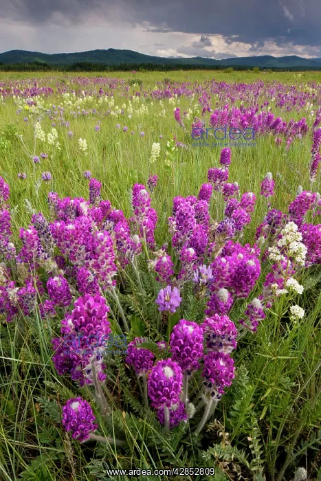 : Intensely flowery mid-altitude prairie grassland : Intensely flowery mid-altitude prairie grassland