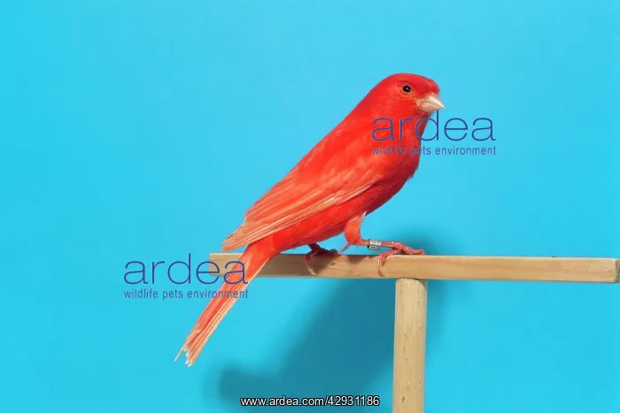 : Intensive Clear Red CANARY - on perch : Intensive Clear Red CANARY - on perch