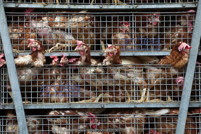 : Intensive poultry farm chickens in transit between : Intensive poultry farm chickens in transit between