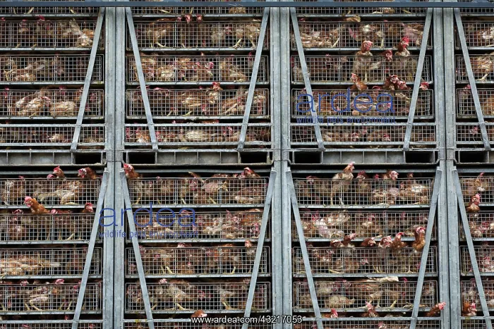: Intensive poultry farm chickens in transit between : Intensive poultry farm chickens in transit between