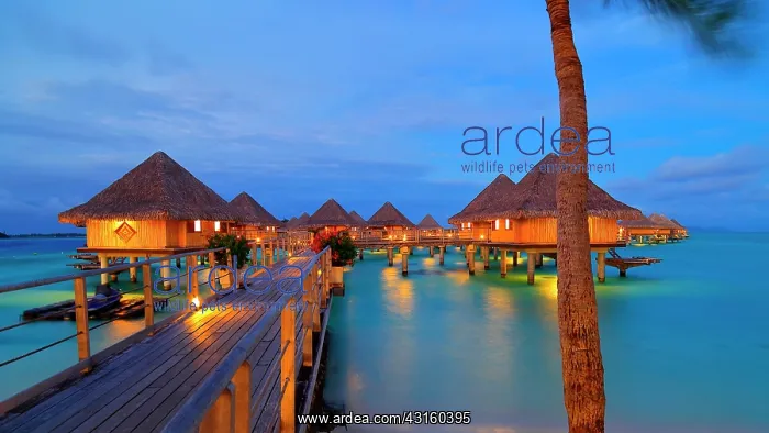: InterContinental Le Moana : InterContinental Le Moana