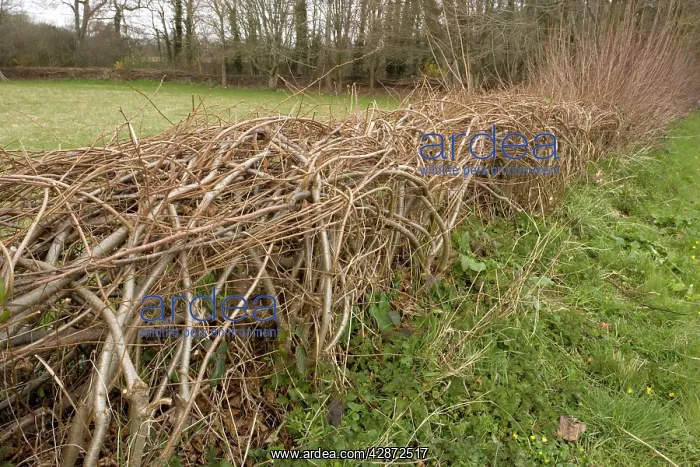 : Interesting laid hedge in upper Nadder Valley : Interesting laid hedge in upper Nadder Valley