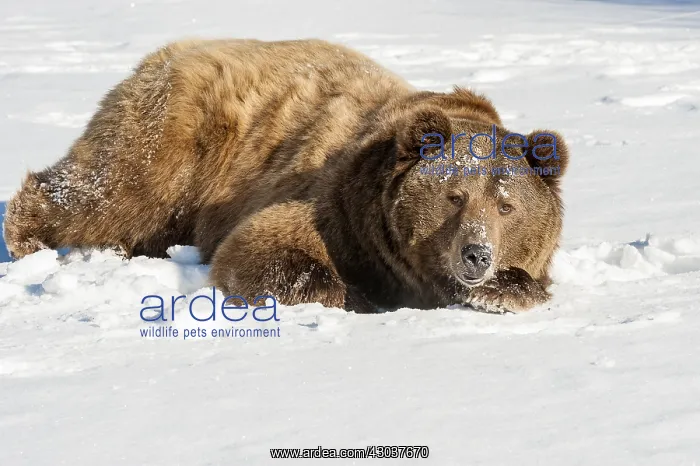 : Interior grizzly bear - laying in snow - Alaska : Interior grizzly bear - laying in snow - Alaska