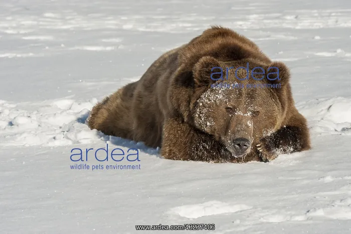 : Interior grizzly bear - laying in snow - Alaska : Interior grizzly bear - laying in snow - Alaska