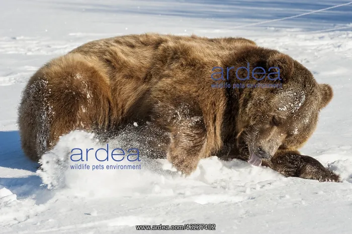 : Interior grizzly bear - rolling in snow - Alaska : Interior grizzly bear - rolling in snow - Alaska