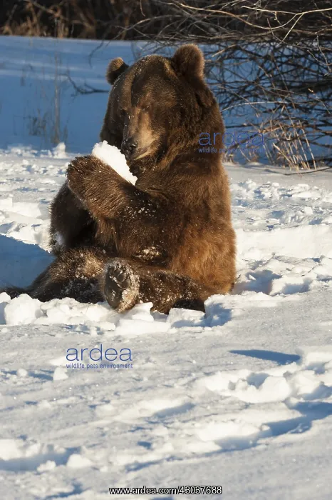 : Interior grizzly bear - with snocone sitting snow - Alaska : Interior grizzly bear - with snocone sitting snow - Alaska