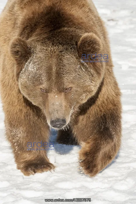 : Interior grizzly bear - standing in snow - Alaska : Interior grizzly bear - standing in snow - Alaska