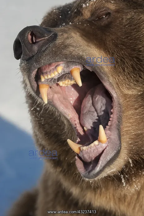: Interior grizzly bear - yawning with floppy jowls - Alaska : Interior grizzly bear - yawning with floppy jowls - Alaska