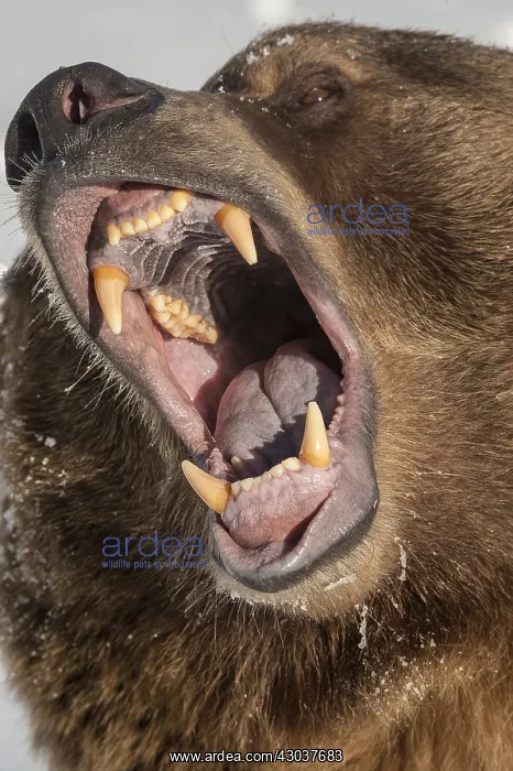 : Interior grizzly bear - yawning with head thrown : Interior grizzly bear - yawning with head thrown