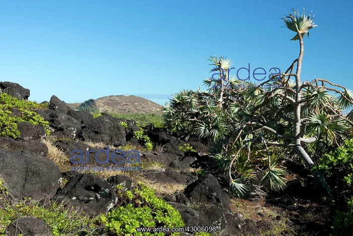 : Interior of Ilot Gabriel island : Interior of Ilot Gabriel island