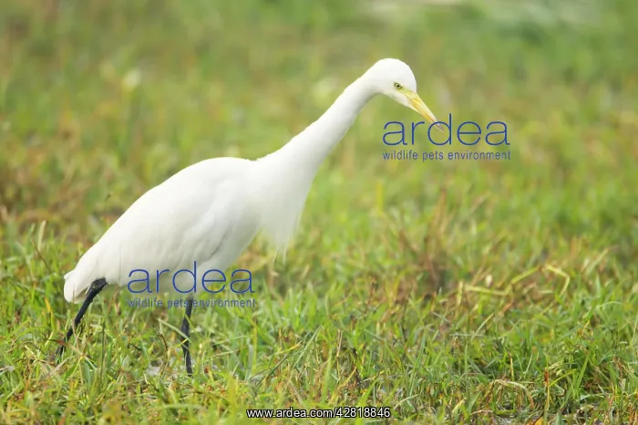 : Intermediate Egret : Intermediate Egret