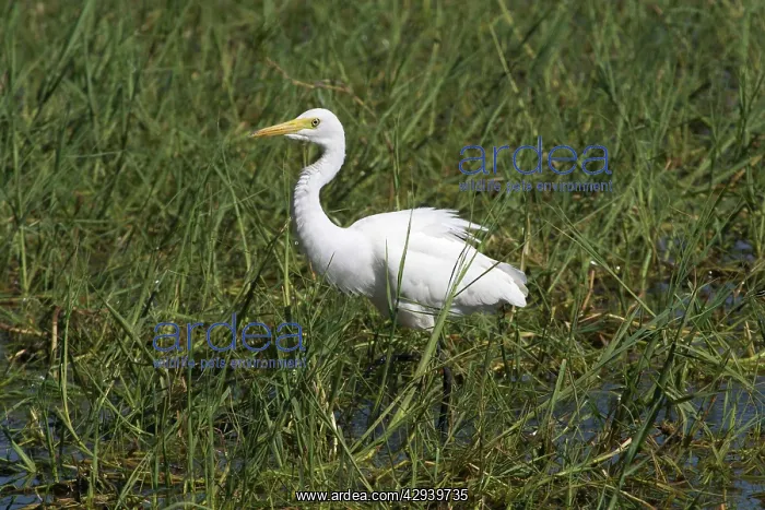 : Intermediate Egret : Intermediate Egret