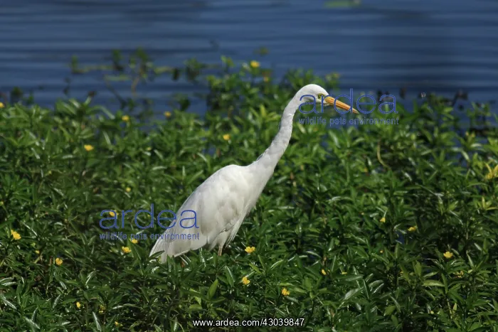 : Intermediate Egret : Intermediate Egret