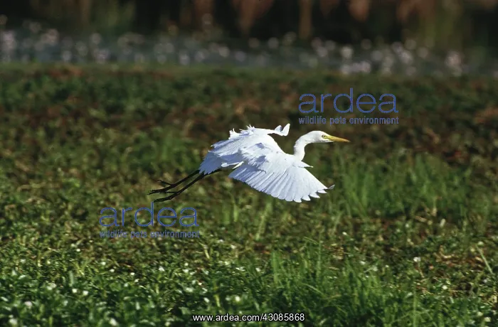 : Intermediate Egret : Intermediate Egret