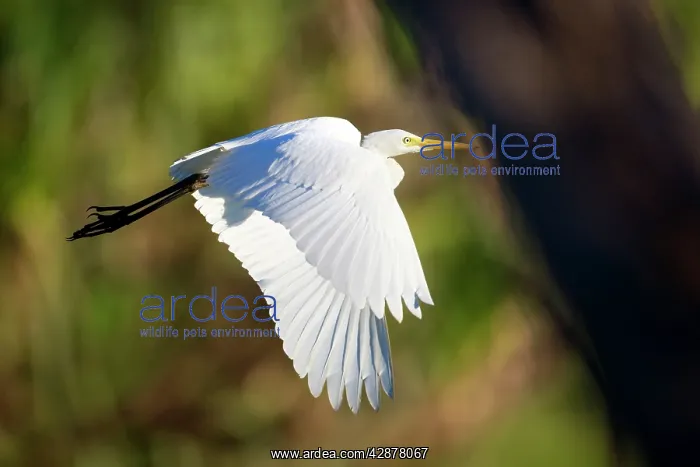 : Intermediate Egret - adult egret in flight over a billabong : Intermediate Egret - adult egret in flight over a billabong