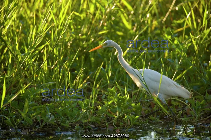 : Intermediate Egret - adult egret stalking through : Intermediate Egret - adult egret stalking through