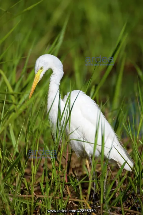 : Intermediate Egret - adult egret standing amidst : Intermediate Egret - adult egret standing amidst
