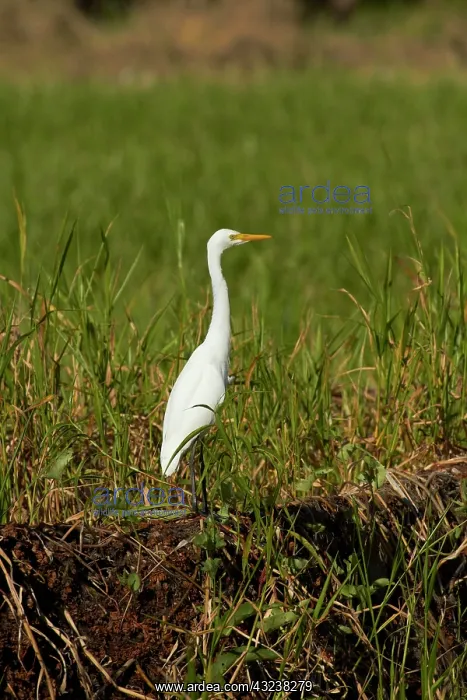 : Intermediate Egret (Ardea intermedia), Yellow : Intermediate Egret (Ardea intermedia), Yellow