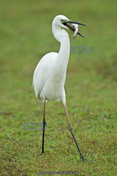 : Intermediate Egret - with catfish prey in bill : Intermediate Egret - with catfish prey in bill