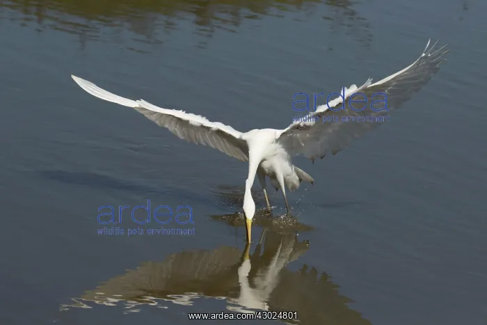  : Intermediate Egret There was a crocodile in this pool a