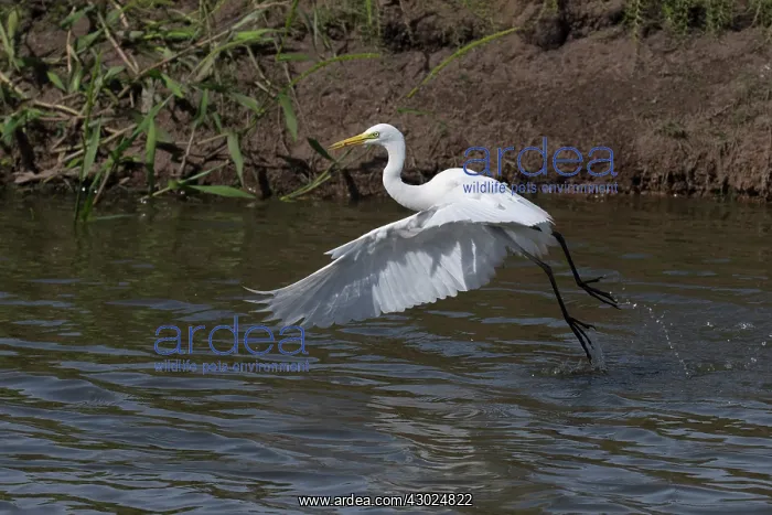 : Intermediate Egret There was a crocodile in this pool a : Intermediate Egret There was a crocodile in this pool a