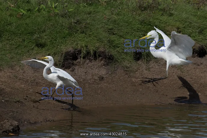 : Intermediate Egret and Little Egret The Intermediate Eg : Intermediate Egret and Little Egret The Intermediate Eg