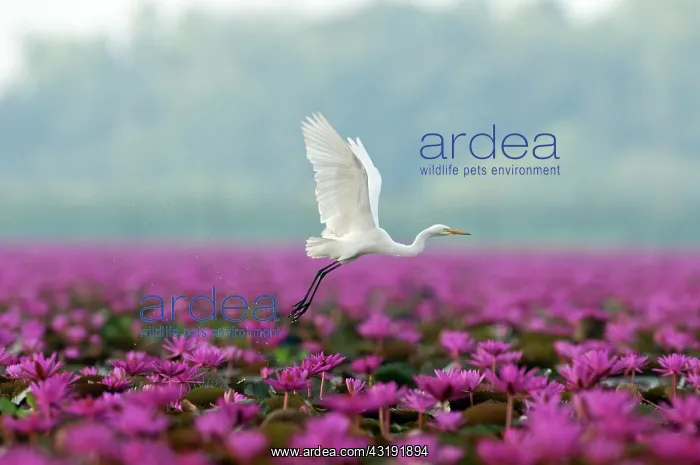 : Intermediate Egret (Mesophoyx intermedia) flying : Intermediate Egret (Mesophoyx intermedia) flying