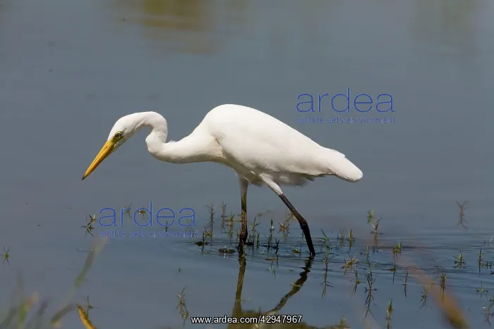 : Intermediate Egret / Plumed Egret : Intermediate Egret / Plumed Egret