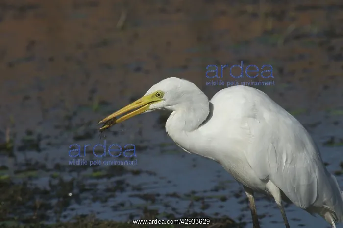 : Intermediate Egret - With prey (prawn) : Intermediate Egret - With prey (prawn)
