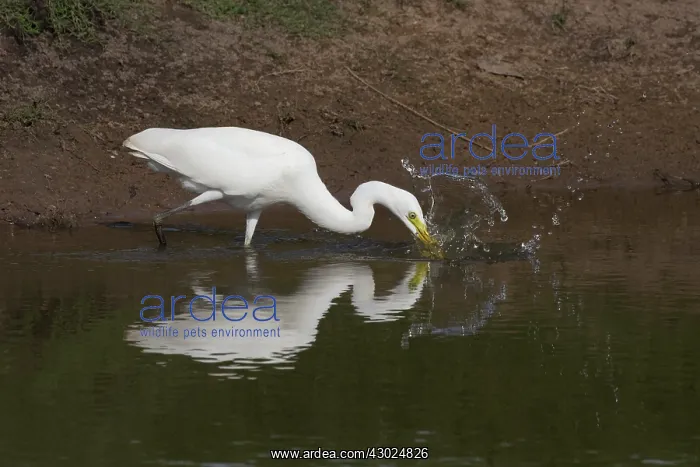 : Intermediate Egret stabbing at a fish Peppimenarti Abo : Intermediate Egret stabbing at a fish Peppimenarti Abo
