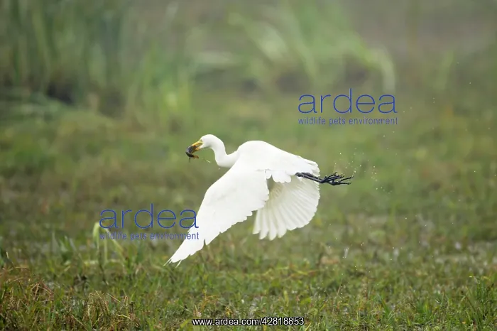  : Intermediate Egret - taking off with caught prey (catfish)