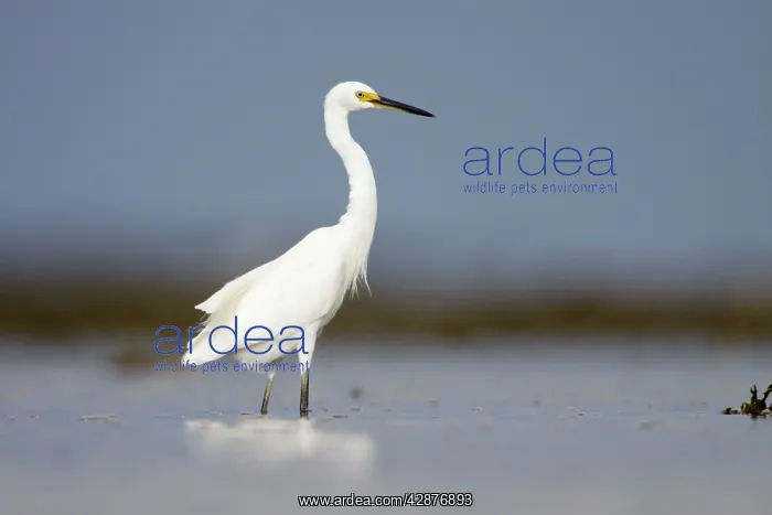 : Intermediate Egret - wading in shallow sea water : Intermediate Egret - wading in shallow sea water