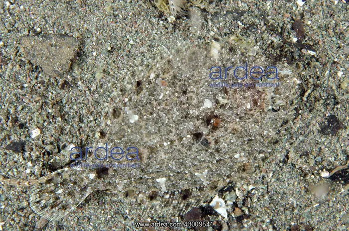 : Intermediate Flounder camouflaged on black sand : Intermediate Flounder camouflaged on black sand