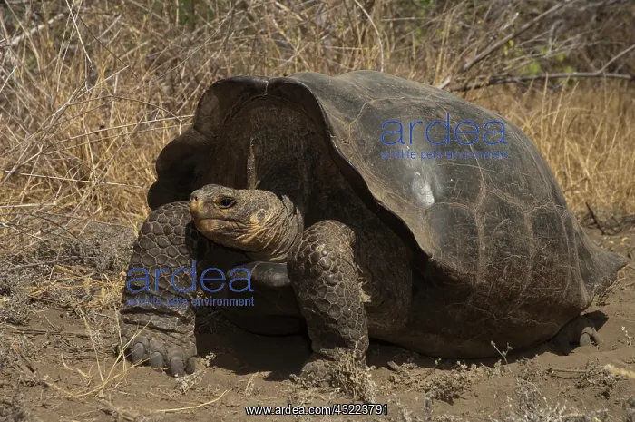 : Intermediate form of Galapagos Giant Tortoise : Intermediate form of Galapagos Giant Tortoise
