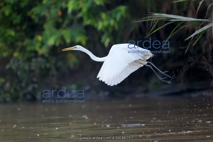 : Intermediate / Median / Maller / Yellow-billed : Intermediate / Median / Maller / Yellow-billed