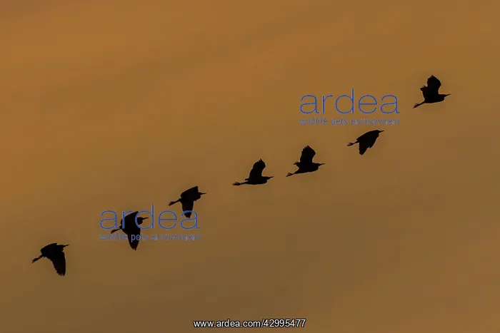 : Intermediate Median Smaller Yellow Billed Egrets : Intermediate Median Smaller Yellow Billed Egrets